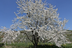 Postkarten Kirschbaum